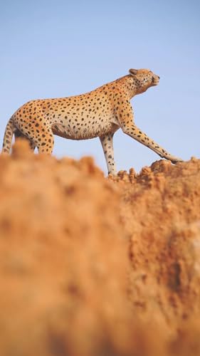 Figura de leopardo coleccionable JXK: Acinonyx Jubatus, pintada a mano por expertos, resina realista y segura, miniatura a escala 1:6, JXK115