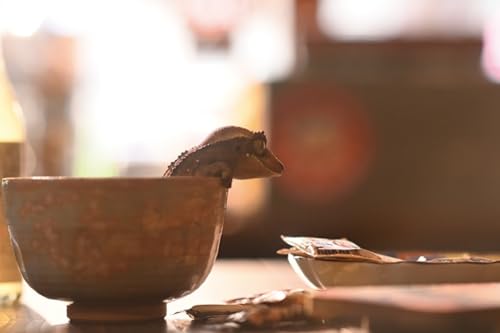 Figura de perro coleccionable JXK: Gecko de pestañas, pintada a mano por expertos, realista, resina segura, miniatura a escala 1:1