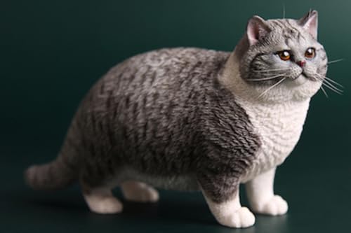JXK Collectible Cat Figure: British Shorthair Cat, Expertly Hand-Painted, Lifelike, Safe Resin, 1:6 Scale Miniature Animal Figurine