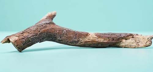 Figura de tigre coleccionable JXK: tigre en acción, pintado a mano por expertos, realista, resina segura, miniatura a escala 1:12.