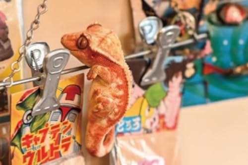 Figura de perro coleccionable JXK: Gecko de pestañas, pintada a mano por expertos, realista, resina segura, miniatura a escala 1:1