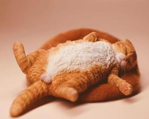 Figura de gato coleccionable JXK: Gato letárgico, pintada a mano por expertos, realista, resina segura, miniatura a escala 1:6.