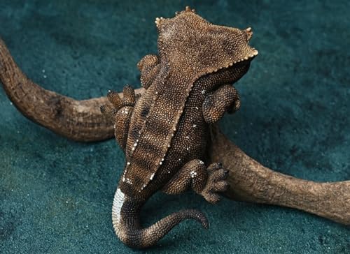 Figura de perro coleccionable JXK: Gecko de pestañas, pintada a mano por expertos, realista, resina segura, miniatura a escala 1:1