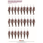 TBLeague Seamless Female Small Bust Proportional Body S46 S47 Detachable Feet and Headless 1/6 Scale Action Figure Body