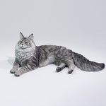 LIEJI, Silver Tiger Maine Coon, Static Expertly Hand-Painted Lifelike, 1/6 Scale Animal Figurine