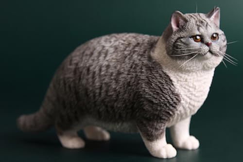 HiPlay JXK Collectible Cat Figure: British Shorthair Cat, Expertly Hand-Painted, Lifelike, Safe Resin, 1:6 Scale Miniature Animal Figurine