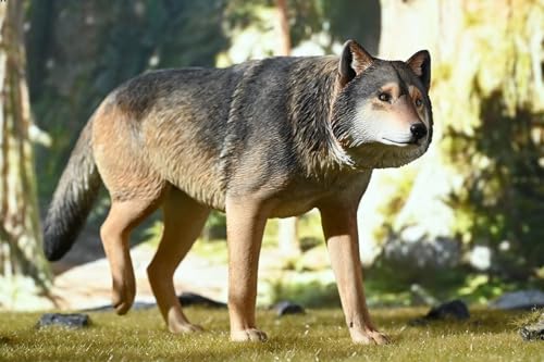 HiPlay JXK Collectible Wolf Figure: Common Gray Wolf, Expertly Hand-Painted, Lifelike, Safe Resin, 1:6 Scale Miniature Animal Figurine JXK223A1