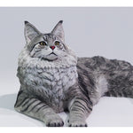 LIEJI, Silver Tiger Maine Coon, Static Expertly Hand-Painted Lifelike, 1/6 Scale Animal Figurine