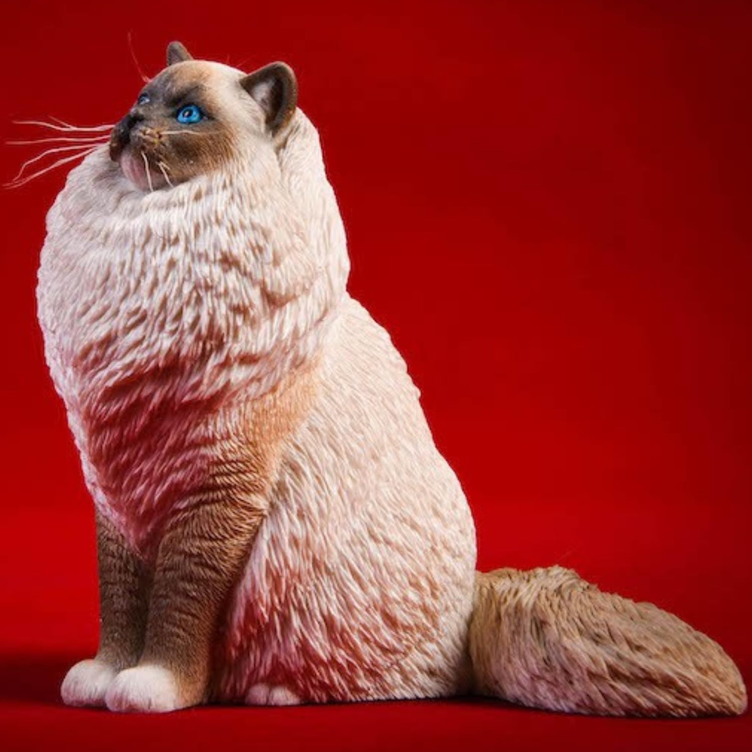 HiPlay JXK Collectible Cat Figure: Ragdoll, Expertly Hand-Painted, Lifelike, Safe Resin, 1:6 Scale Miniature Animal Figurine