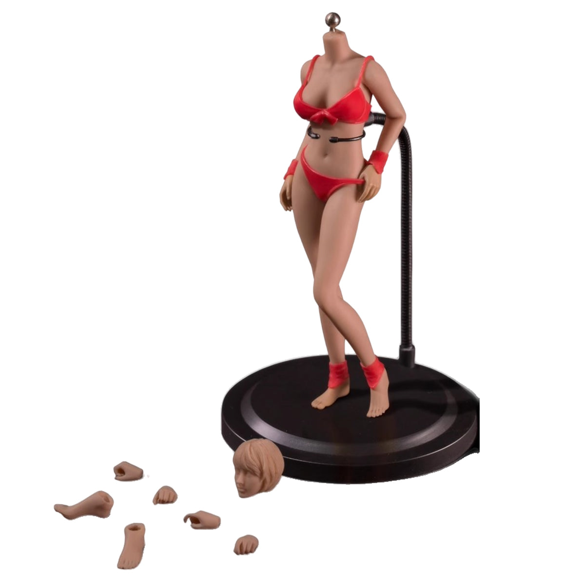 TBLeague, Seamless Steel Skeleton Female Eropean & Proportions/Anime/Asian Body Type with Head Sculpt, Action Figures Body